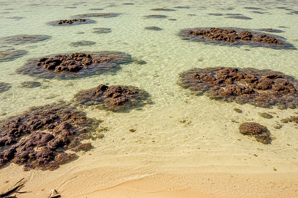 A curve of coastal highway with the reef shelf glowing pale green beside it